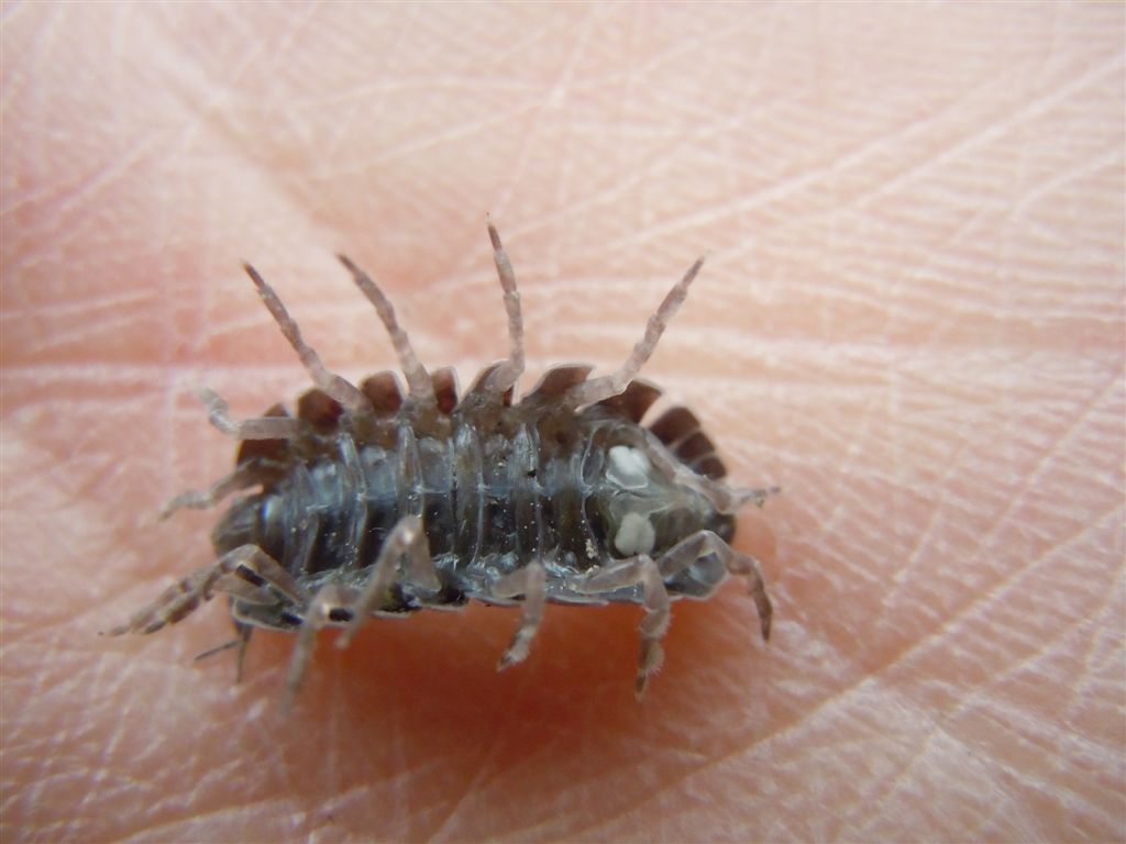 Armadillidium?